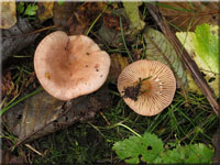 Moor-Milchling - Lactarius hysginoides